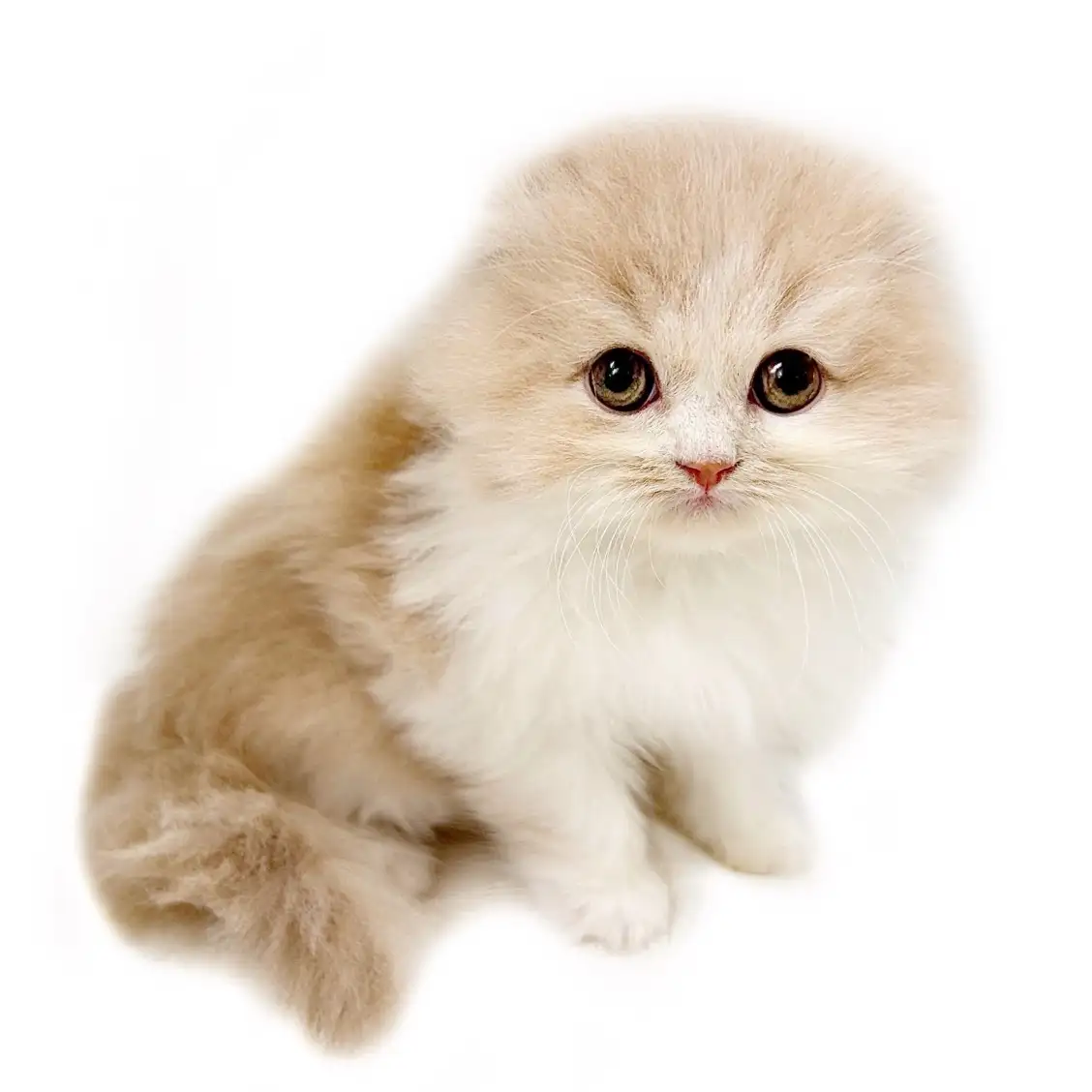 スコティッシュフォールド