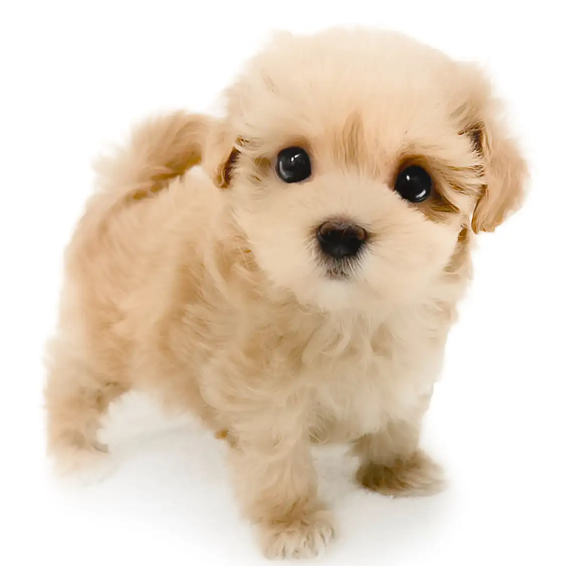 MIX(トイプードル×マルチーズ)