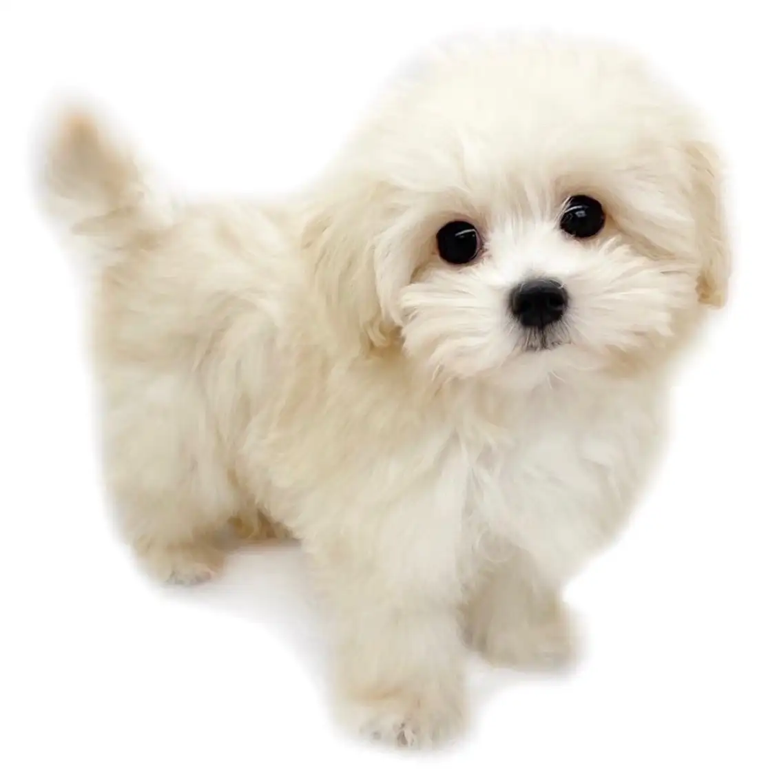 MIX（トイプードル×マルチーズ）