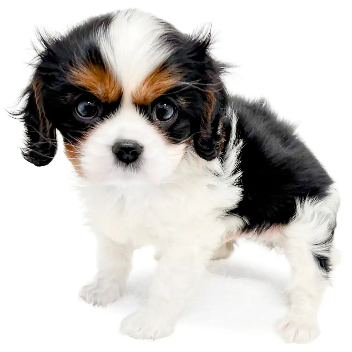 キャバリア・キングチャールズ・スパニエル