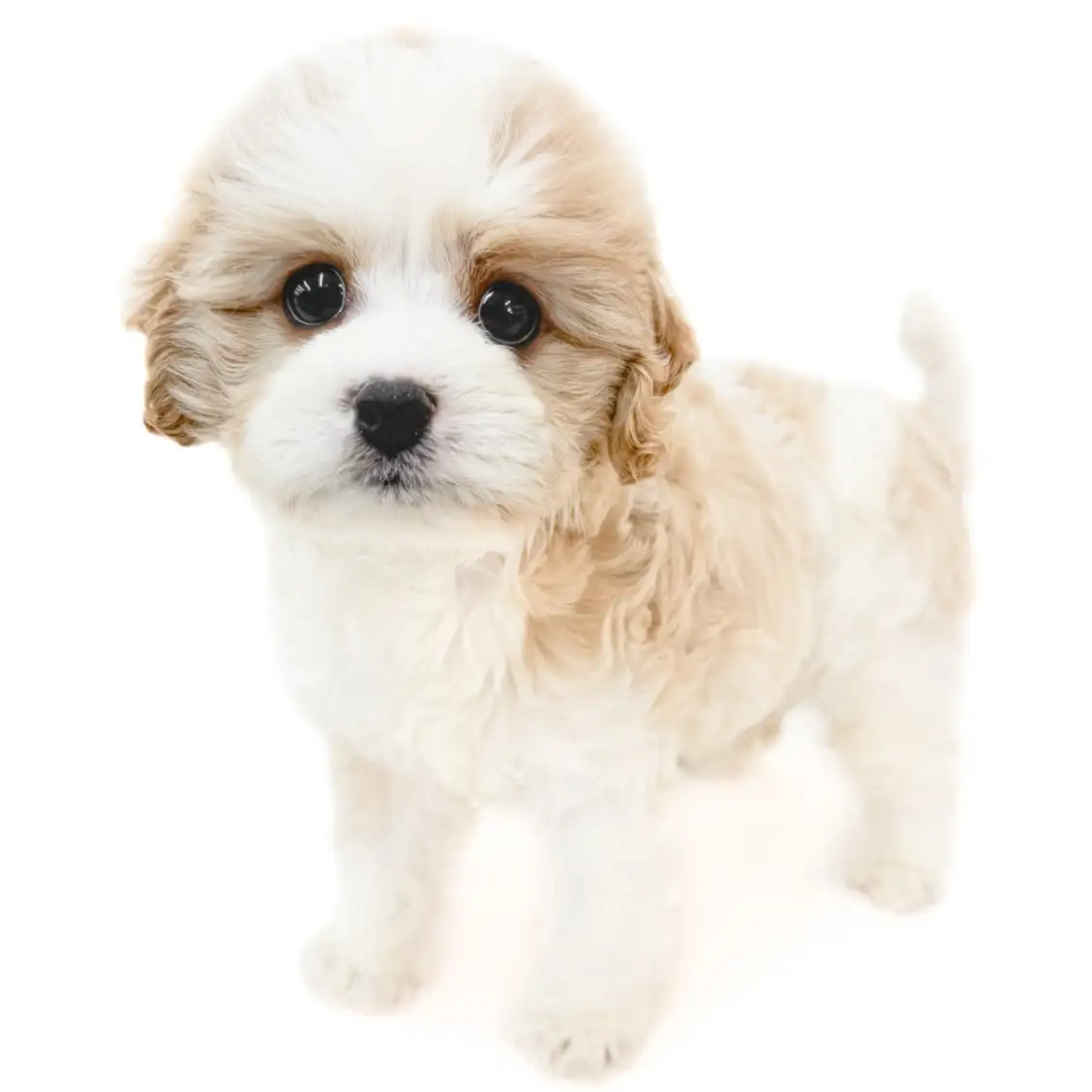 MIX(キャバリアキングチャールズスパニエル×ビションフリーゼ)