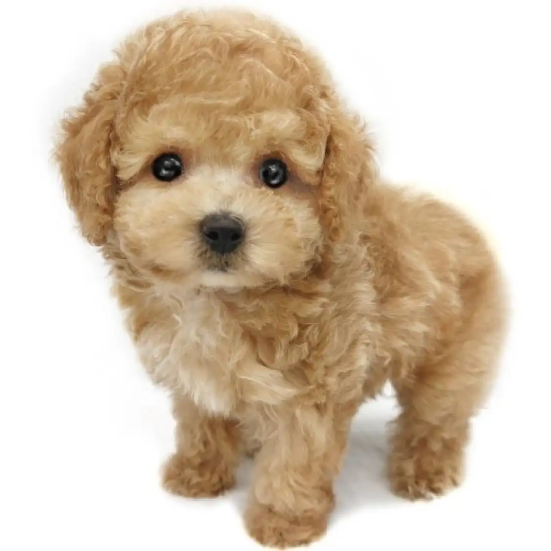 MIX(トイプードル×マルチーズ)