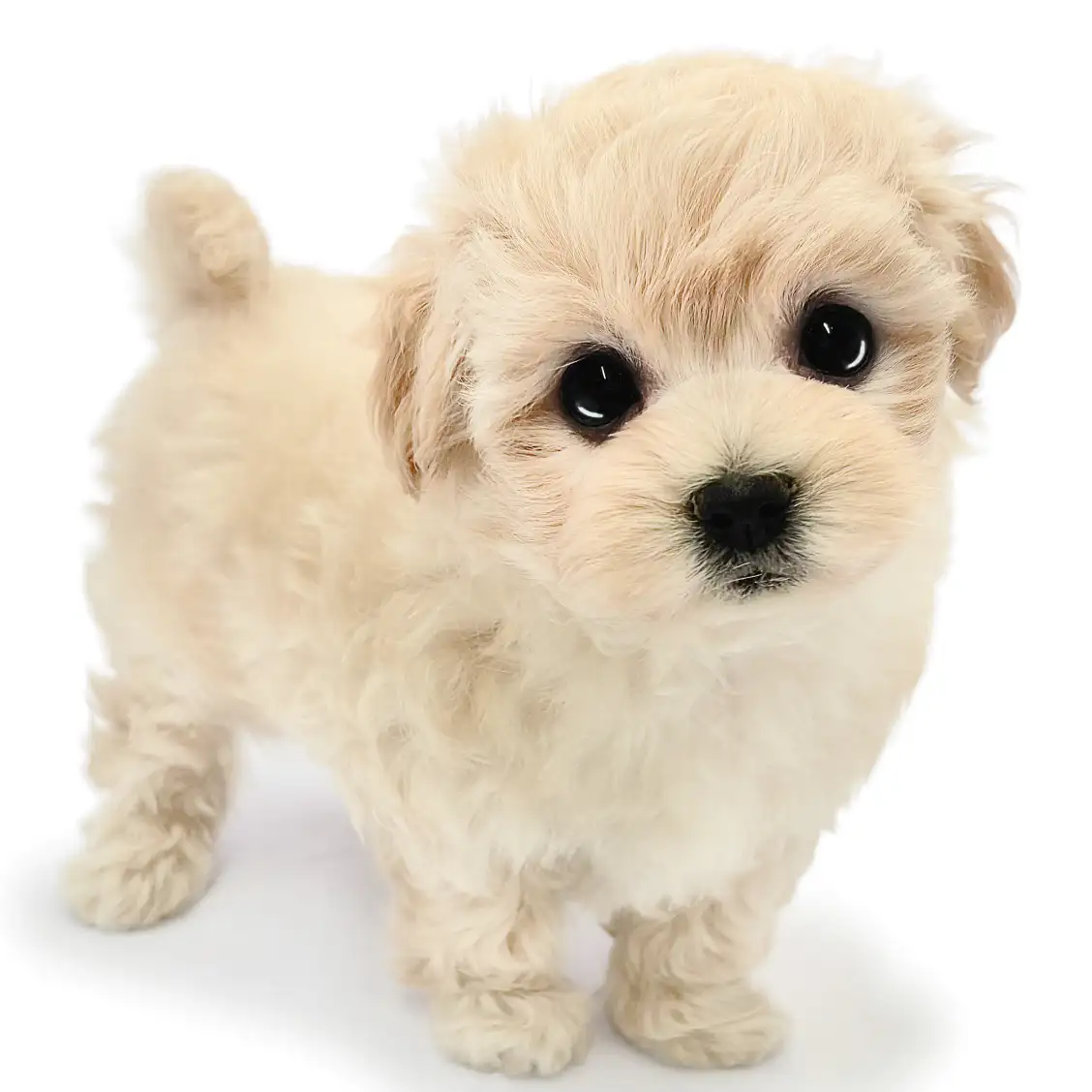 MIX（マルチーズ×トイプードル）