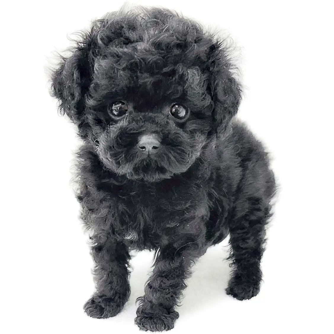 トイ・プードル