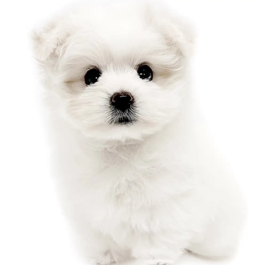 MIX(ポメラニアン×マルチーズ)