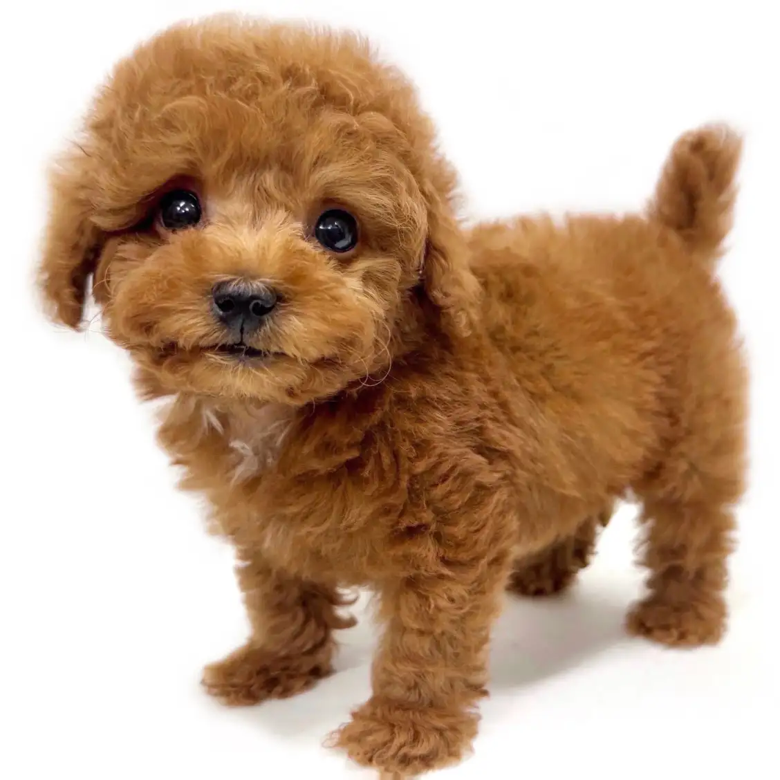 トイ・プードル