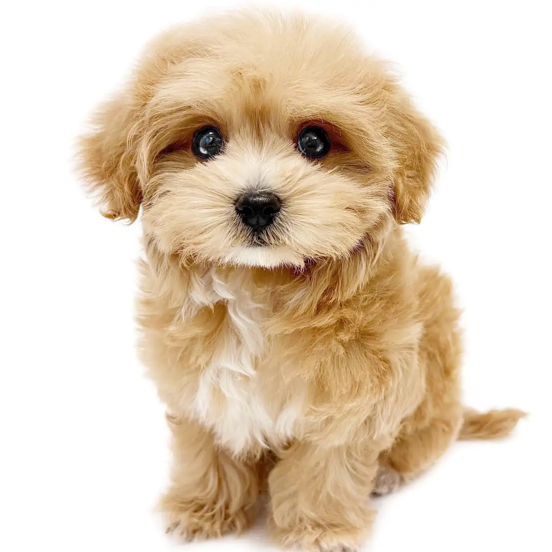 MIX(マルチーズ×トイプードル)