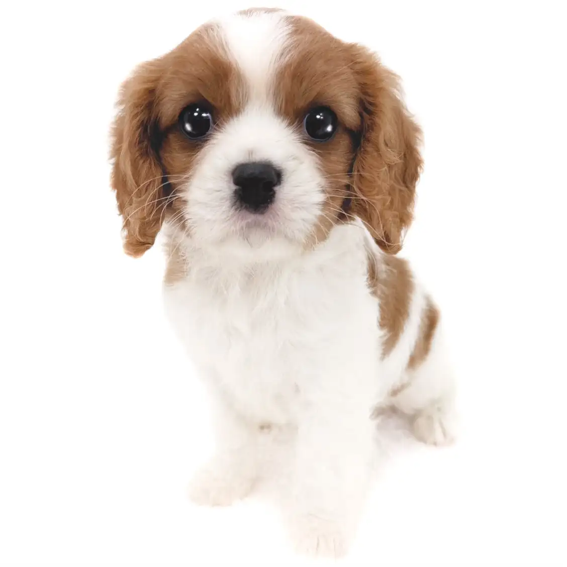 キャバリア・キングチャールズ・スパニエル