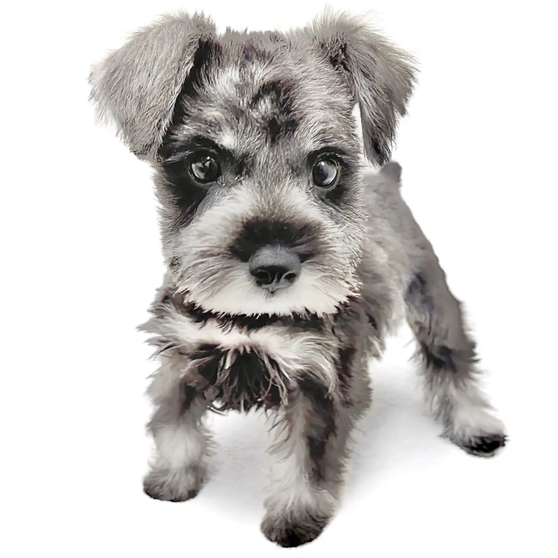 ミニチュア・シュナウザー