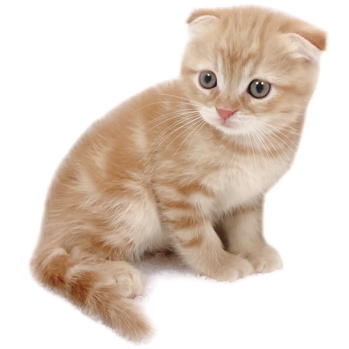 スコティッシュフォールド