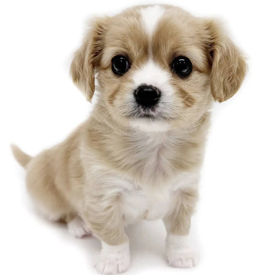 MIX（チワワ×キャバリアキングチャールズスパニエル）