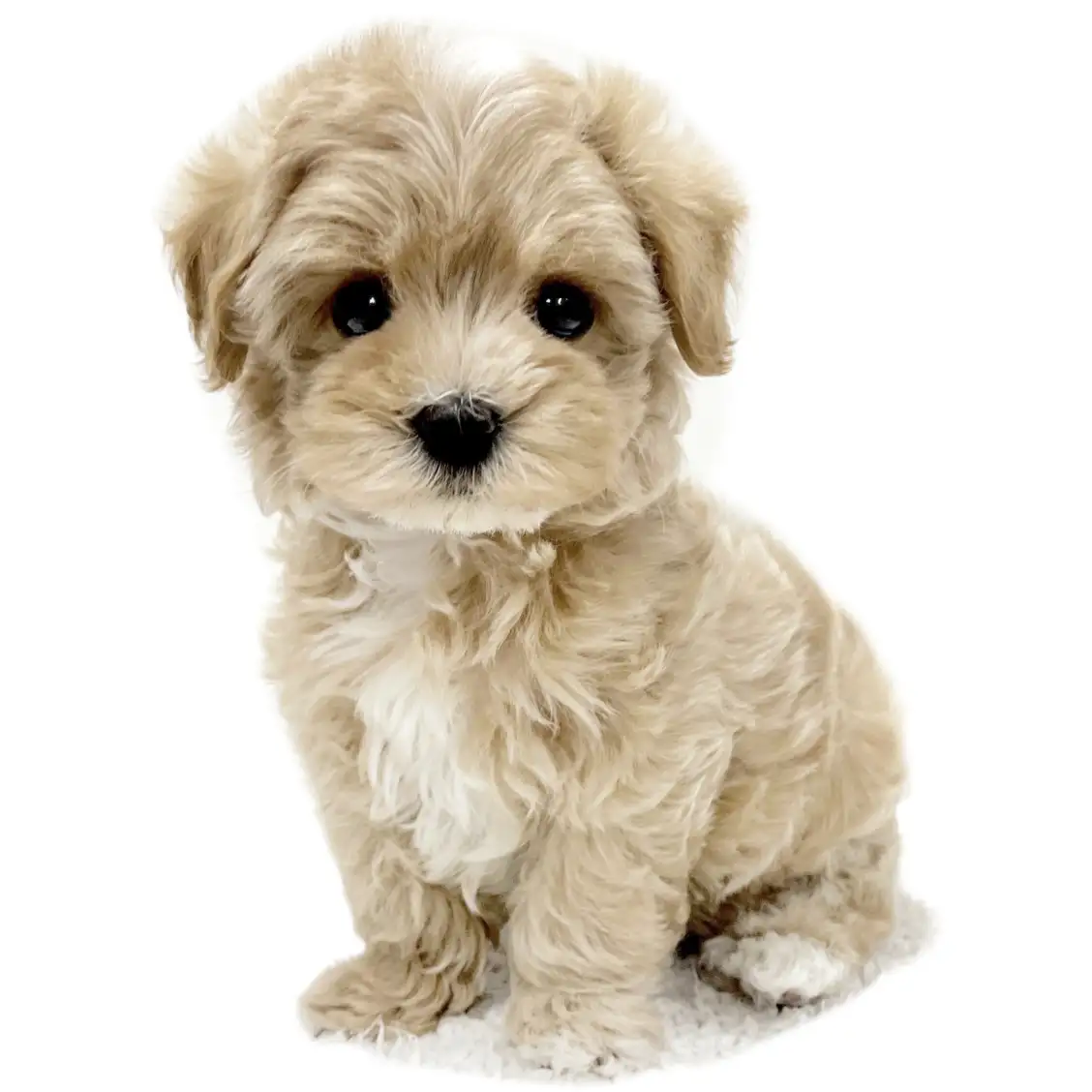 MIX（マルチーズ×トイプードル）