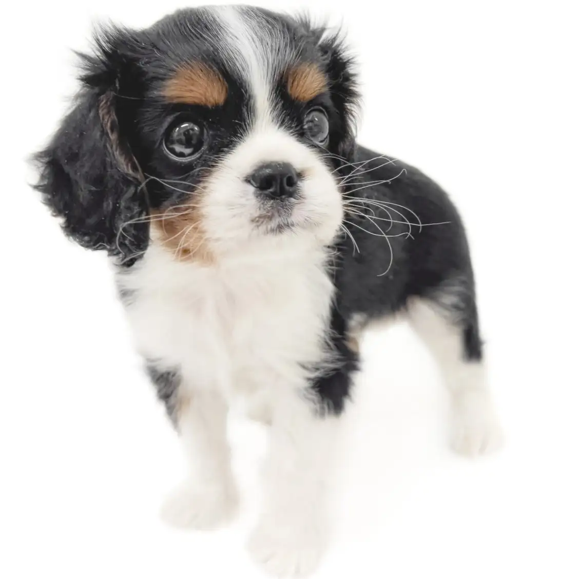 キャバリア・キングチャールズ・スパニエル