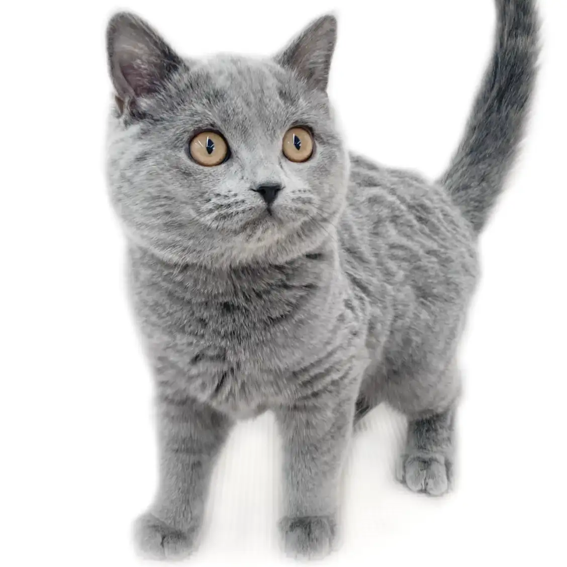 ブリティッシュショートヘア