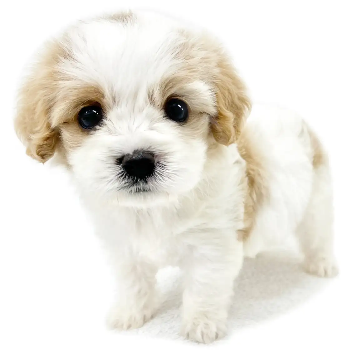 MIX(ビションフリーゼ×キャバリアキングチャールズスパニエル)