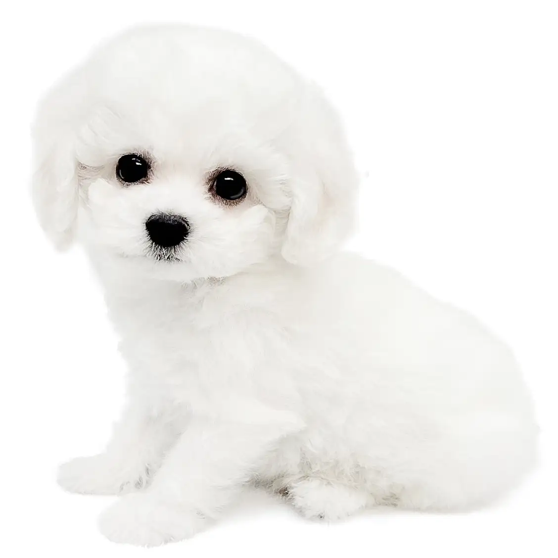 ビションフリーゼ