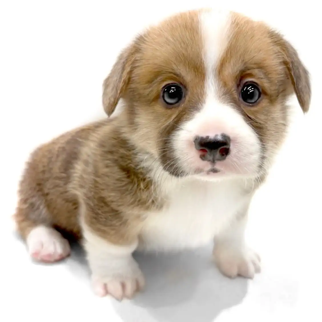 ウェルシュコーギーペンブローク