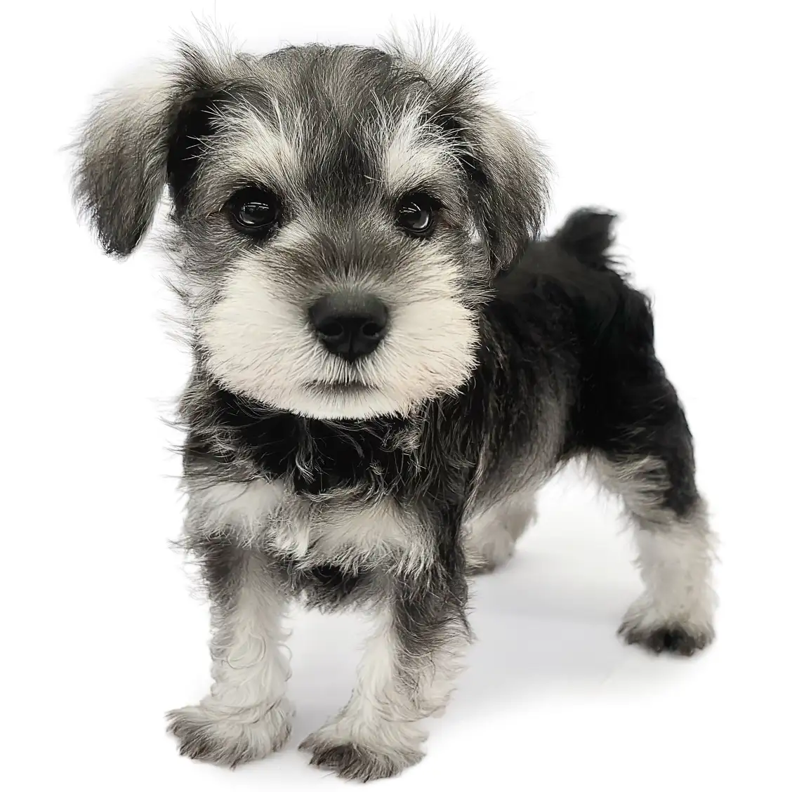 ミニチュア・シュナウザー