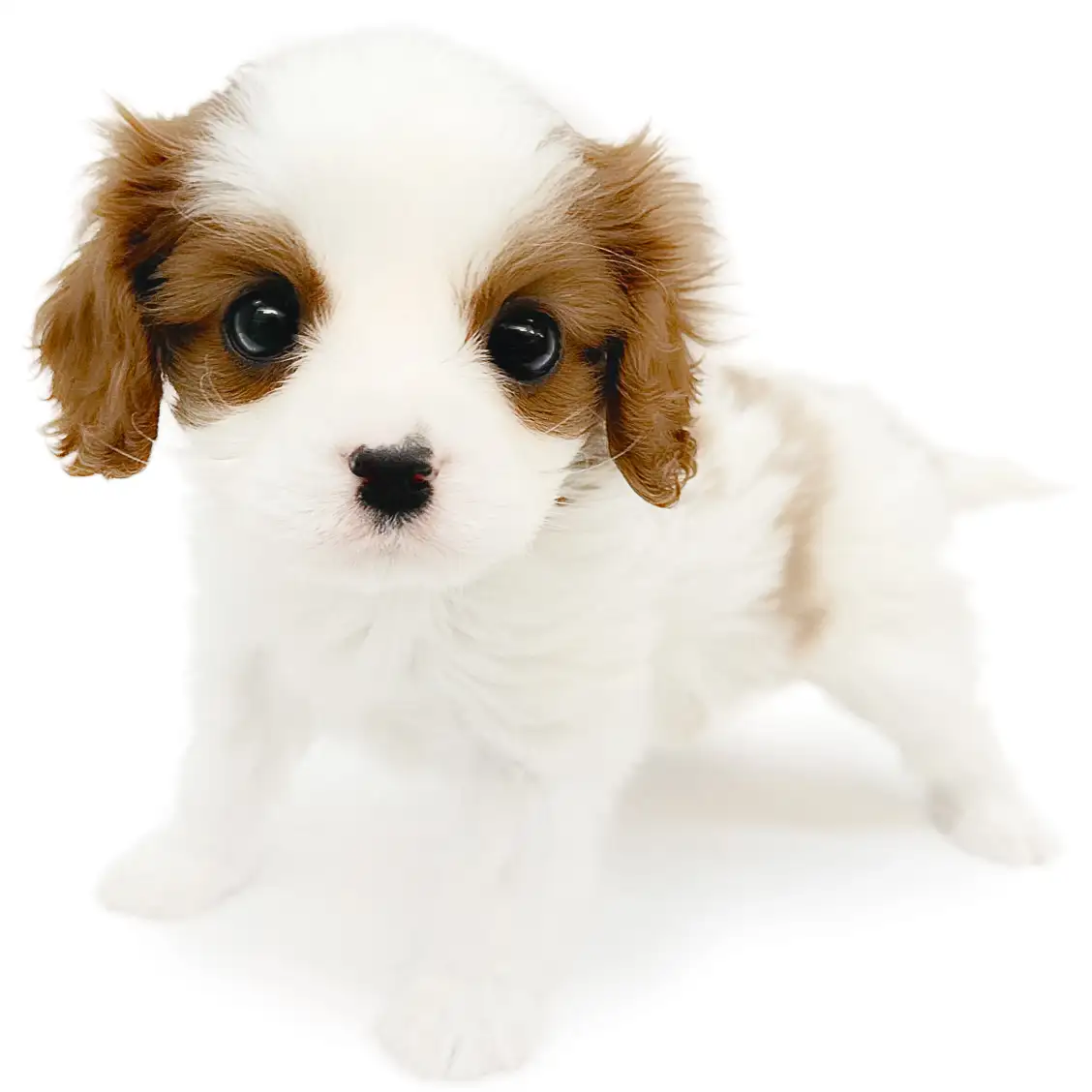 キャバリア・キングチャールズ・スパニエル