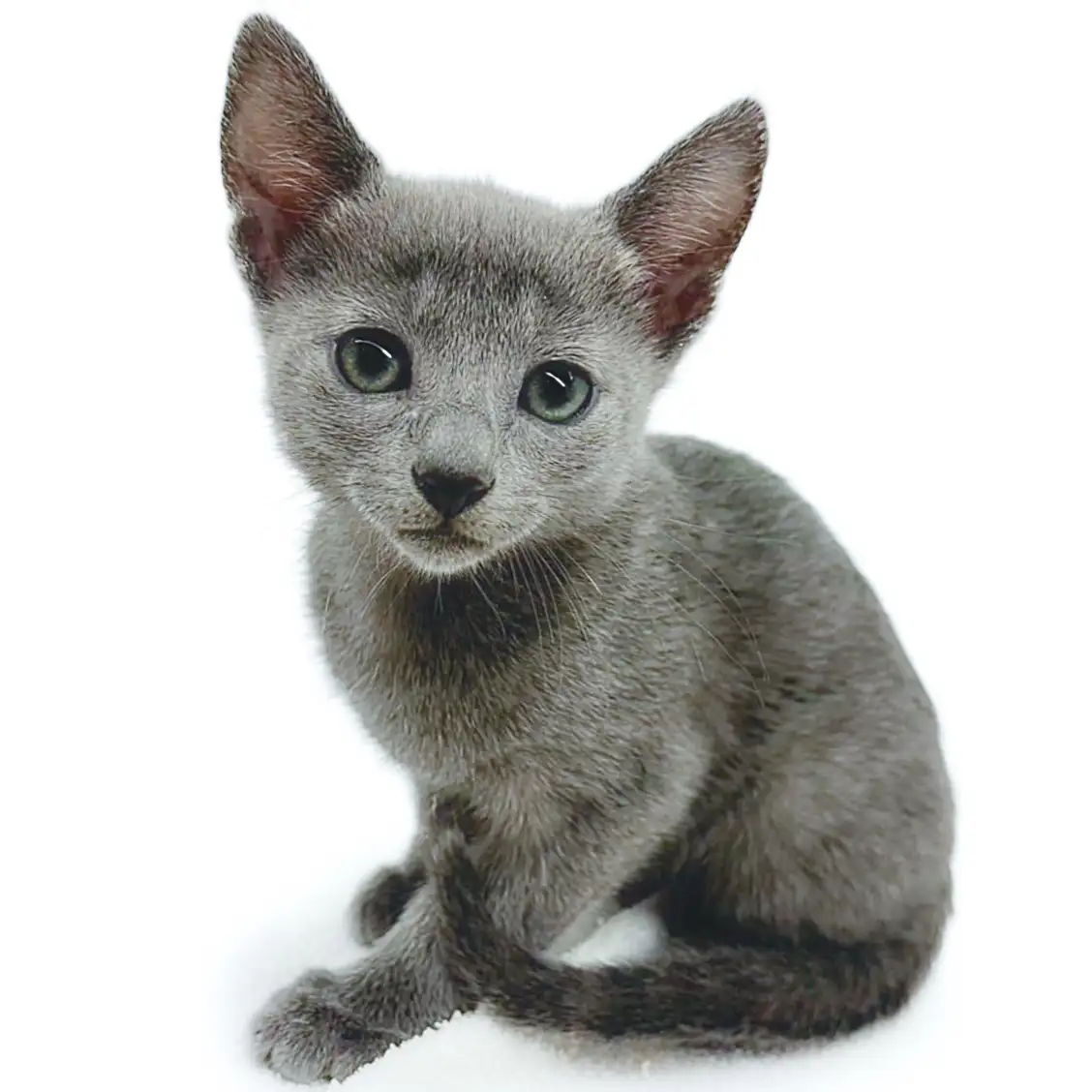 ロシアンブルー