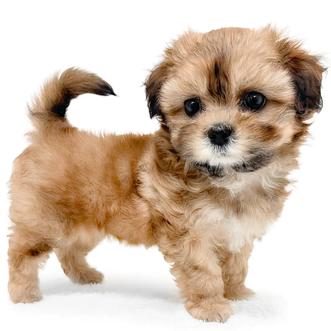 MIX（シーズー×トイプードル）