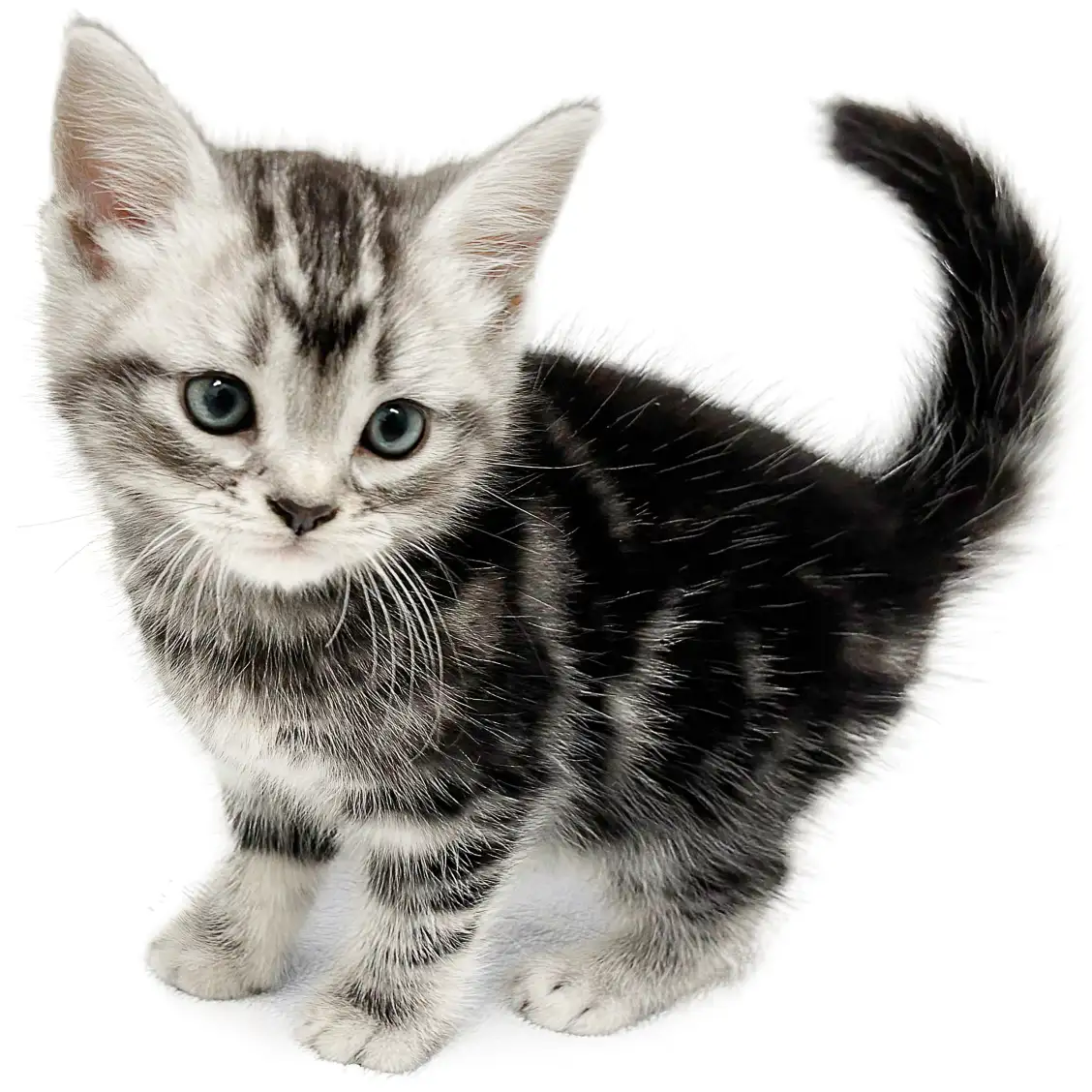 アメリカンショートヘア