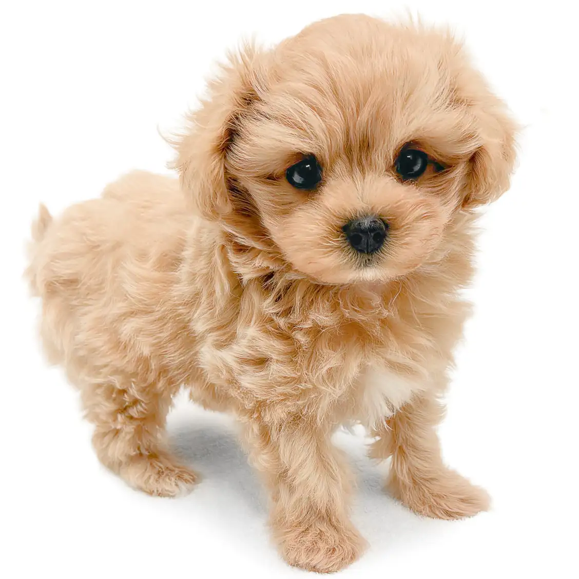 MIX（マルチーズ×トイプードル）