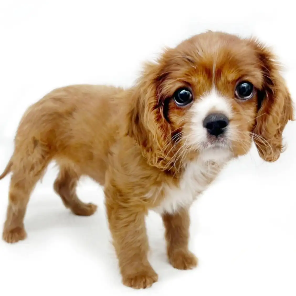 キャバリア・キングチャールズ・スパニエル
