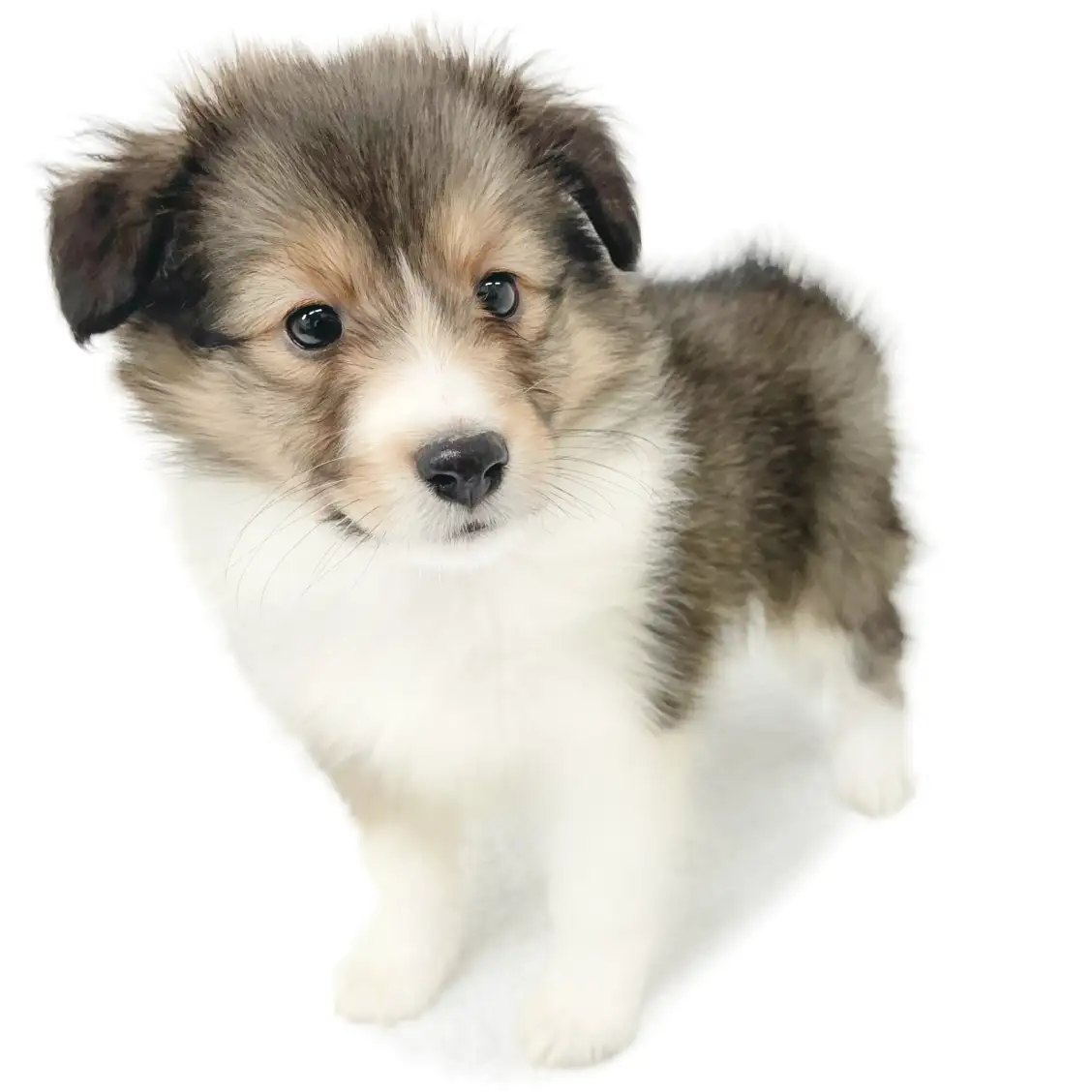 シェットランドシープドッグ