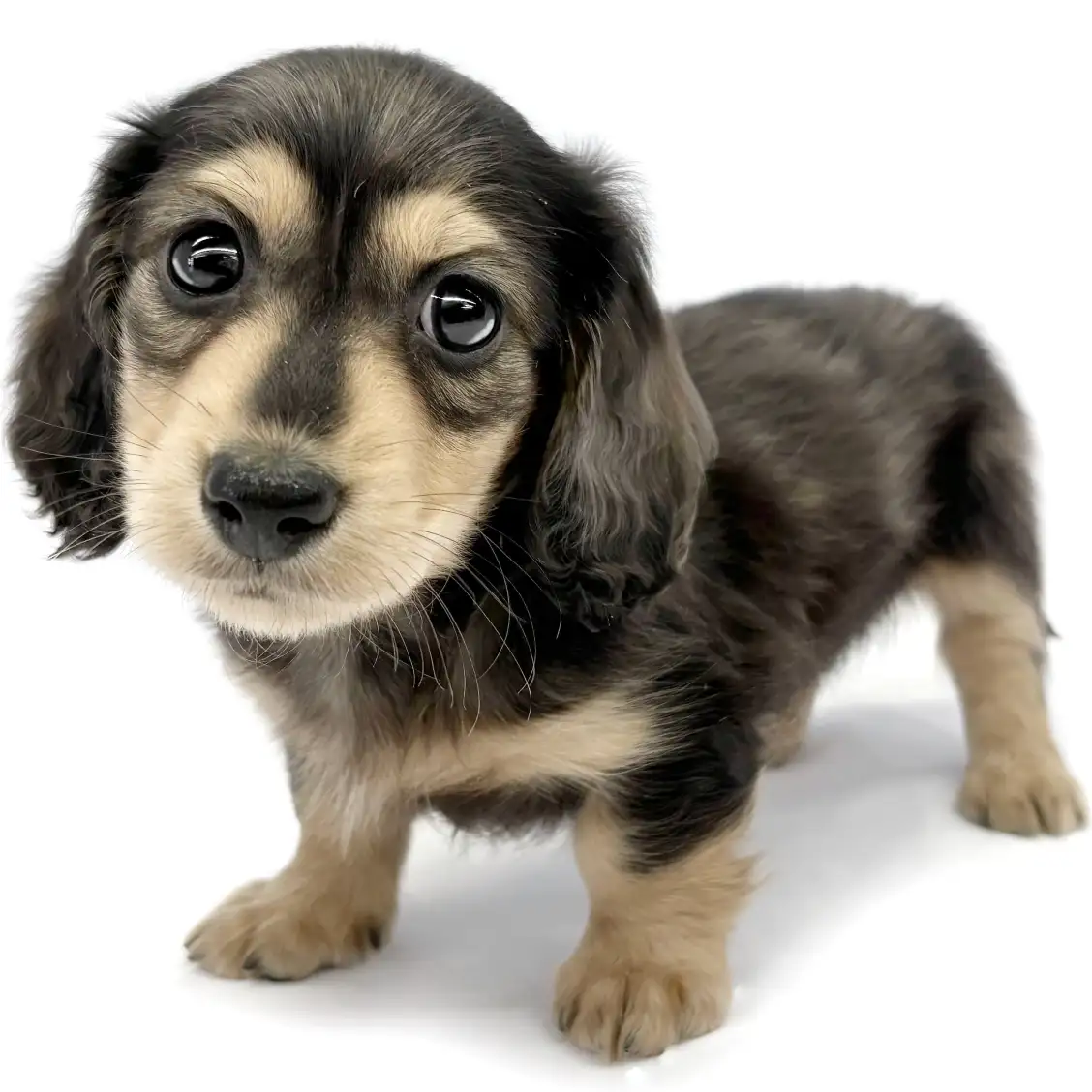 ミニチュア・ダックスフント