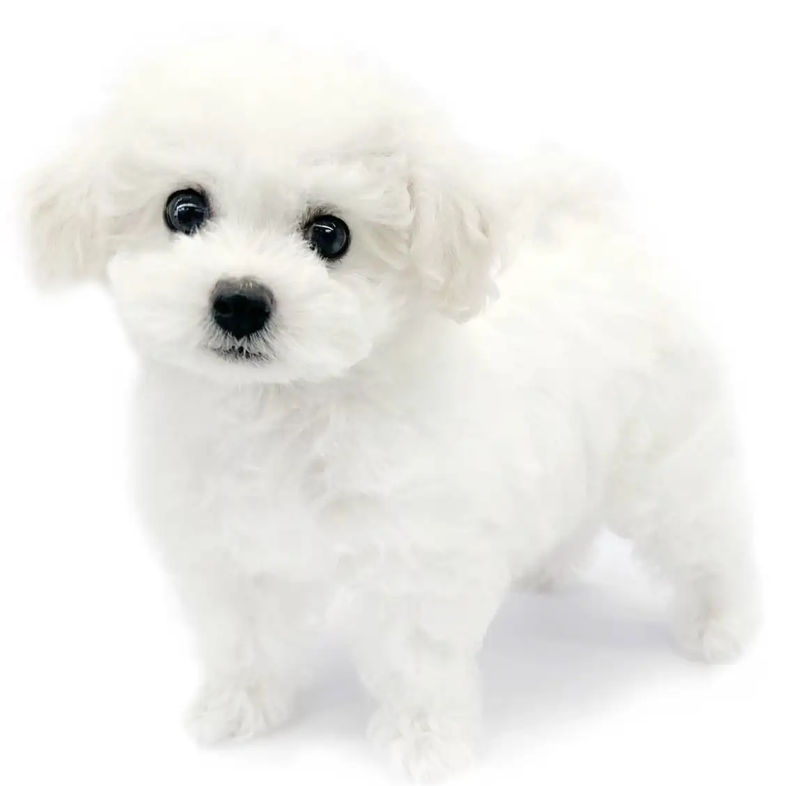 ビションフリーゼ