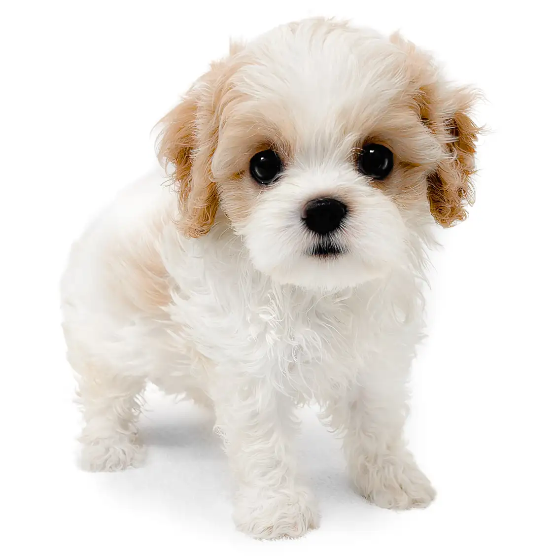 MIX（キャバリアキングチャールズスパニエル×ビションフリーゼ）