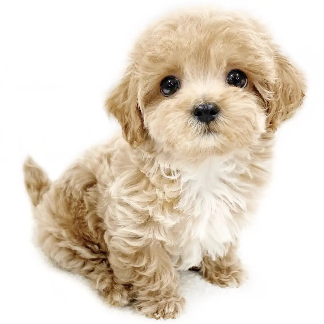 MIX(マルチーズ×トイプードル)