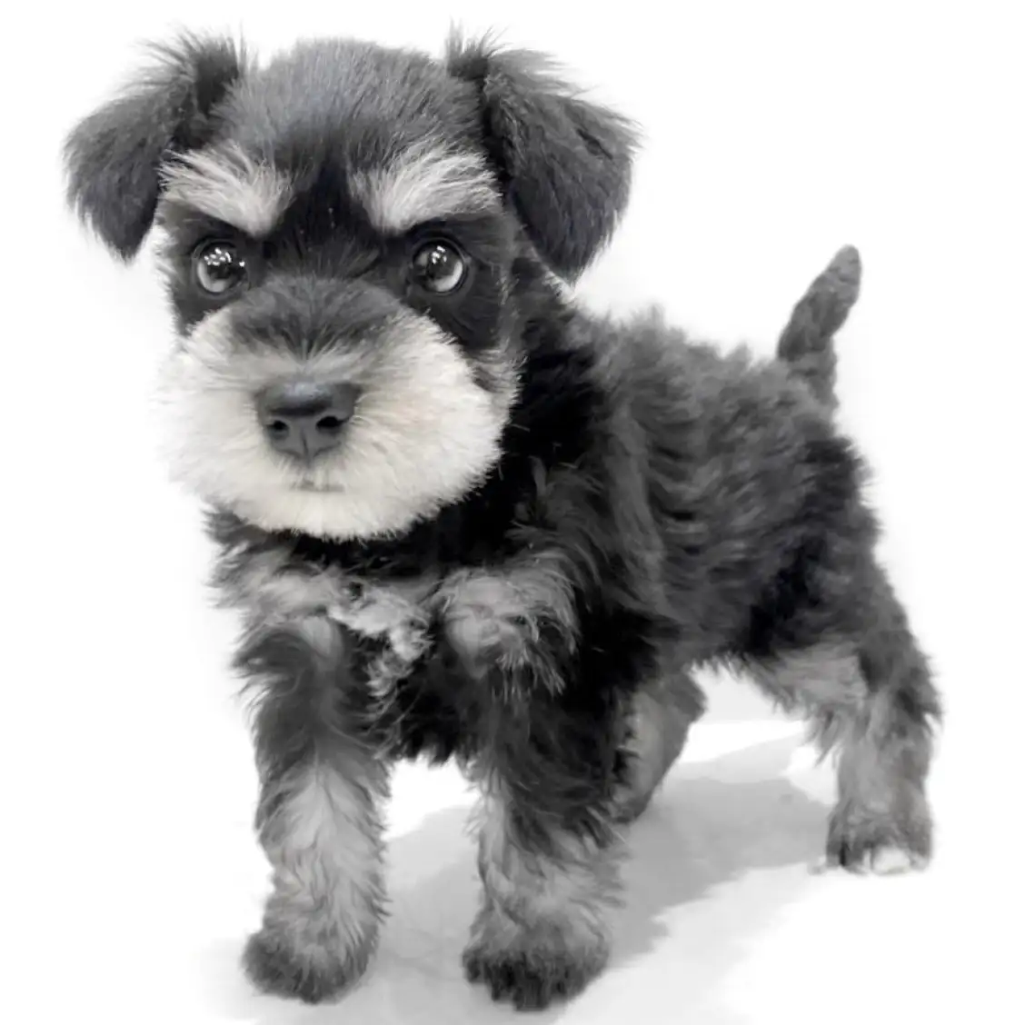 ミニチュア・シュナウザー