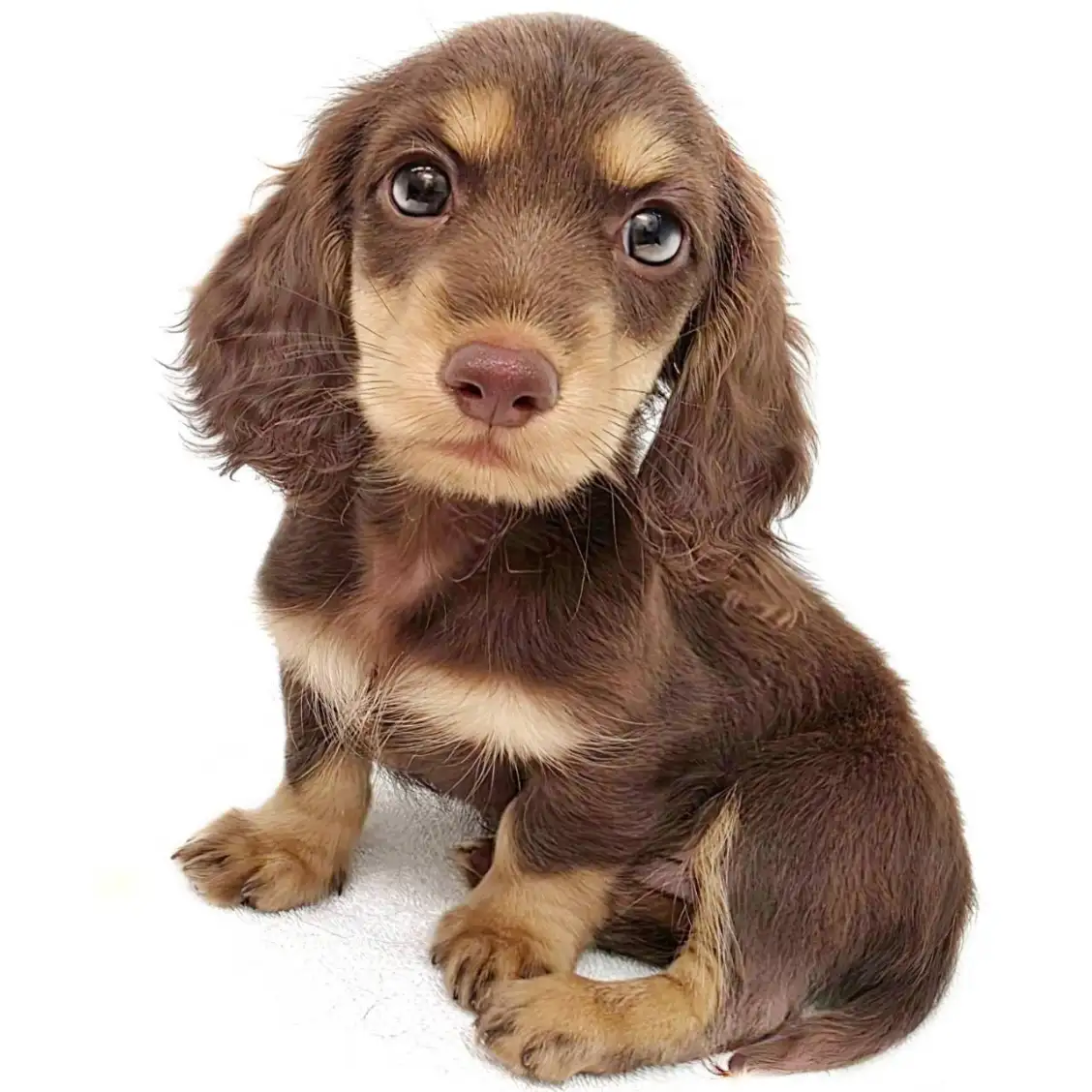 ミニチュア・ダックスフント