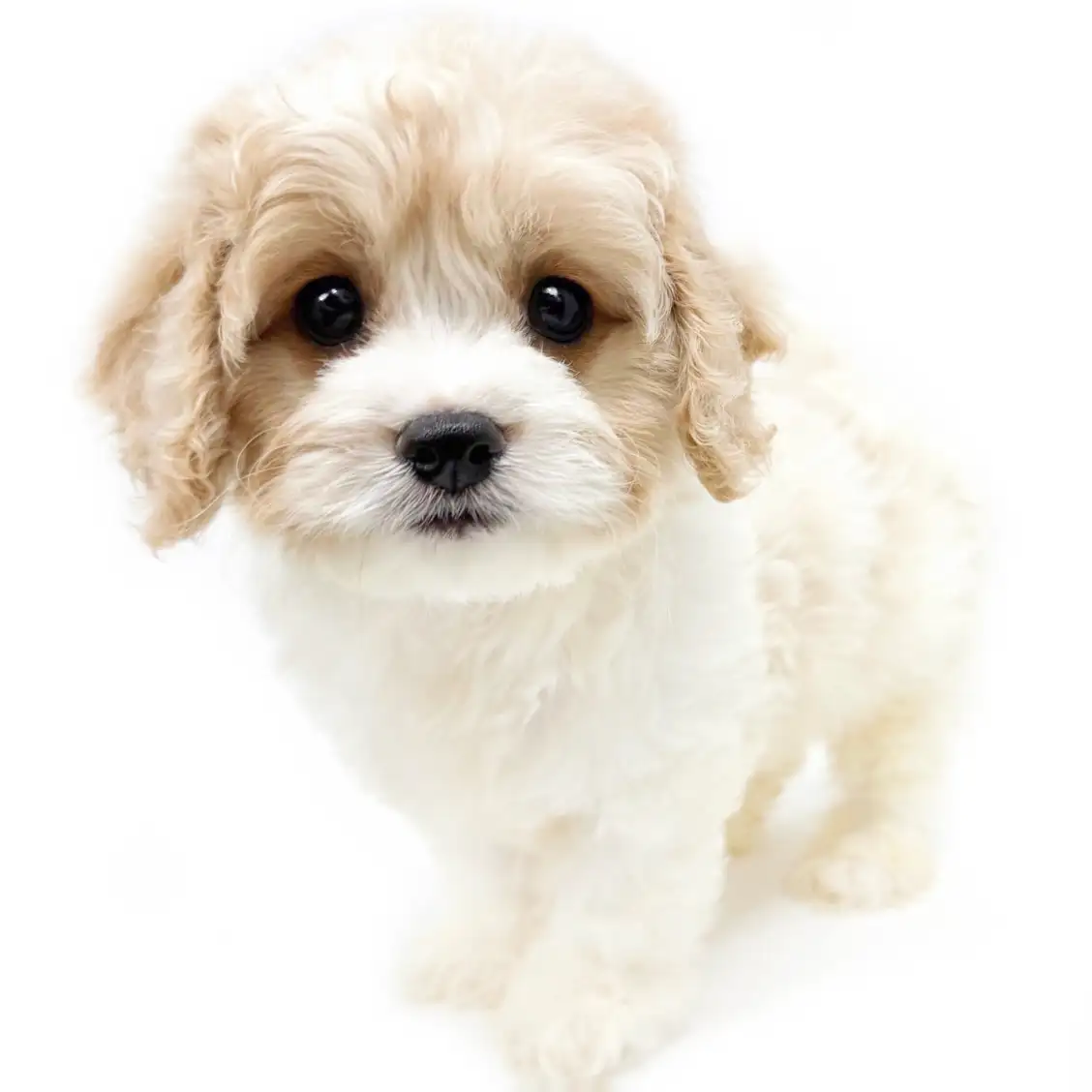 MIX（キャバリアキングチャールズスパニエル×ビションフリーゼ）