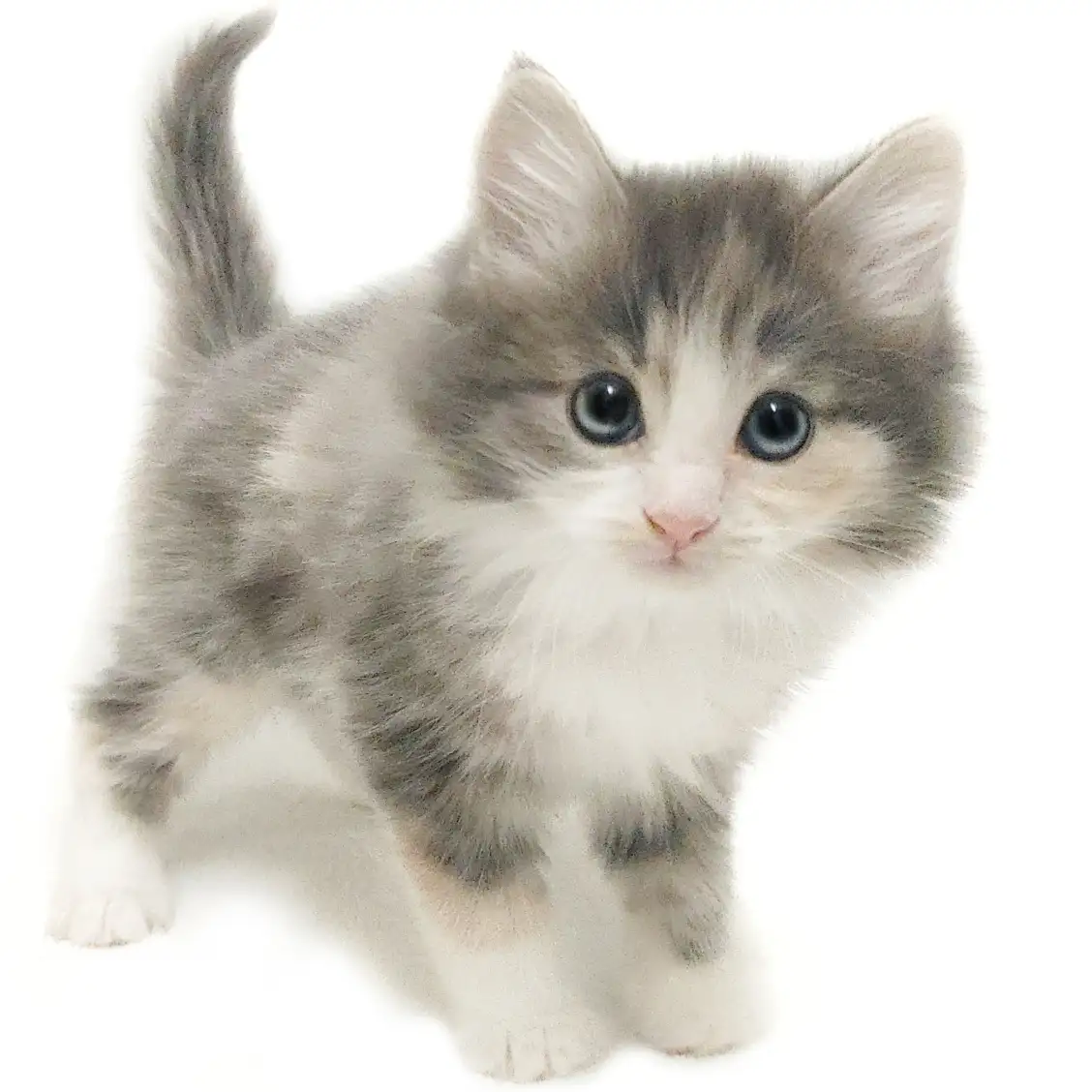 ノルウェージャンフォレストキャット