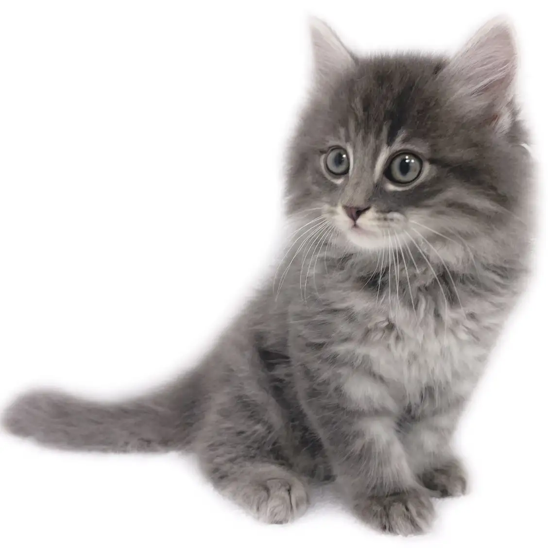 ノルウェージャンフォレストキャット