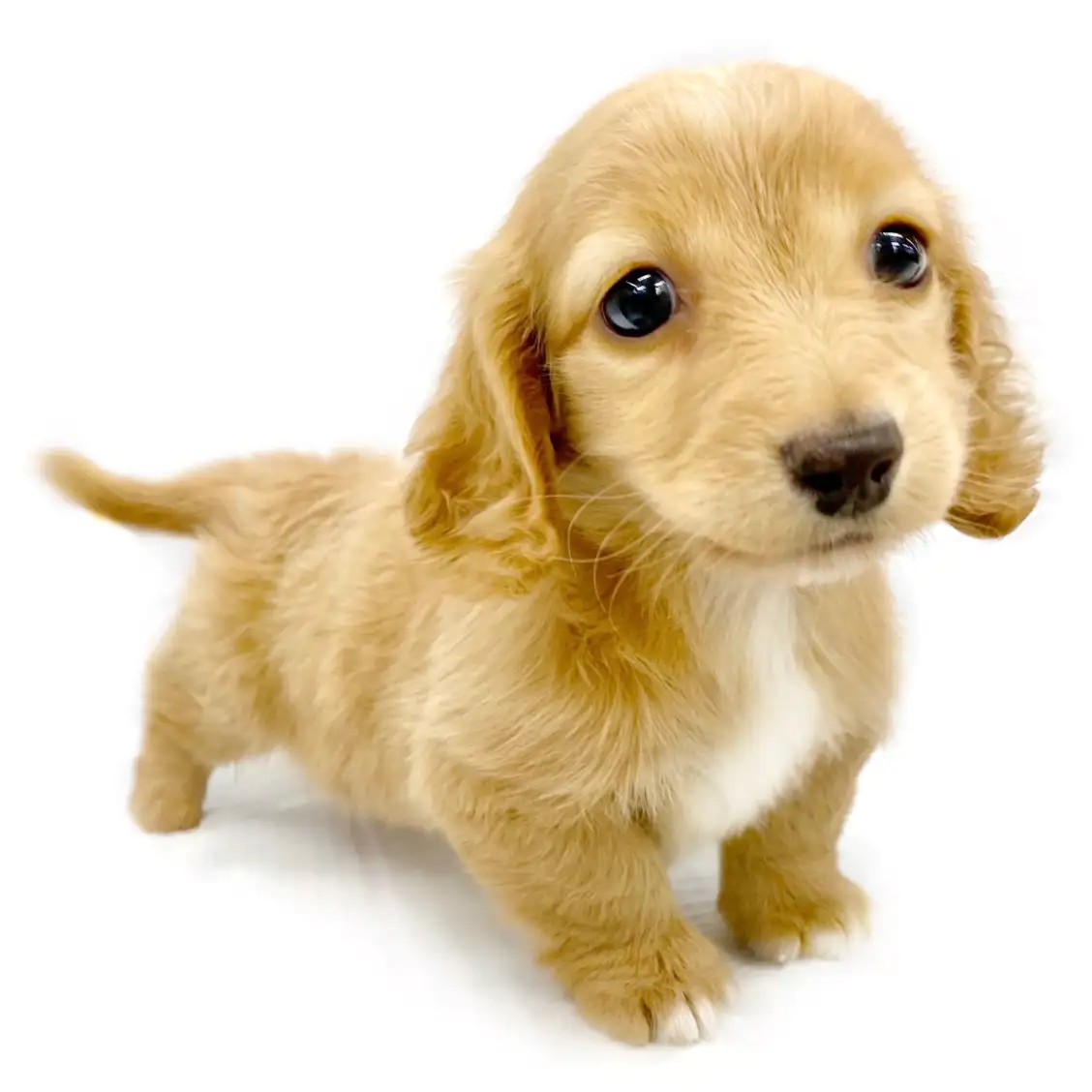 ミニチュア・ダックスフント