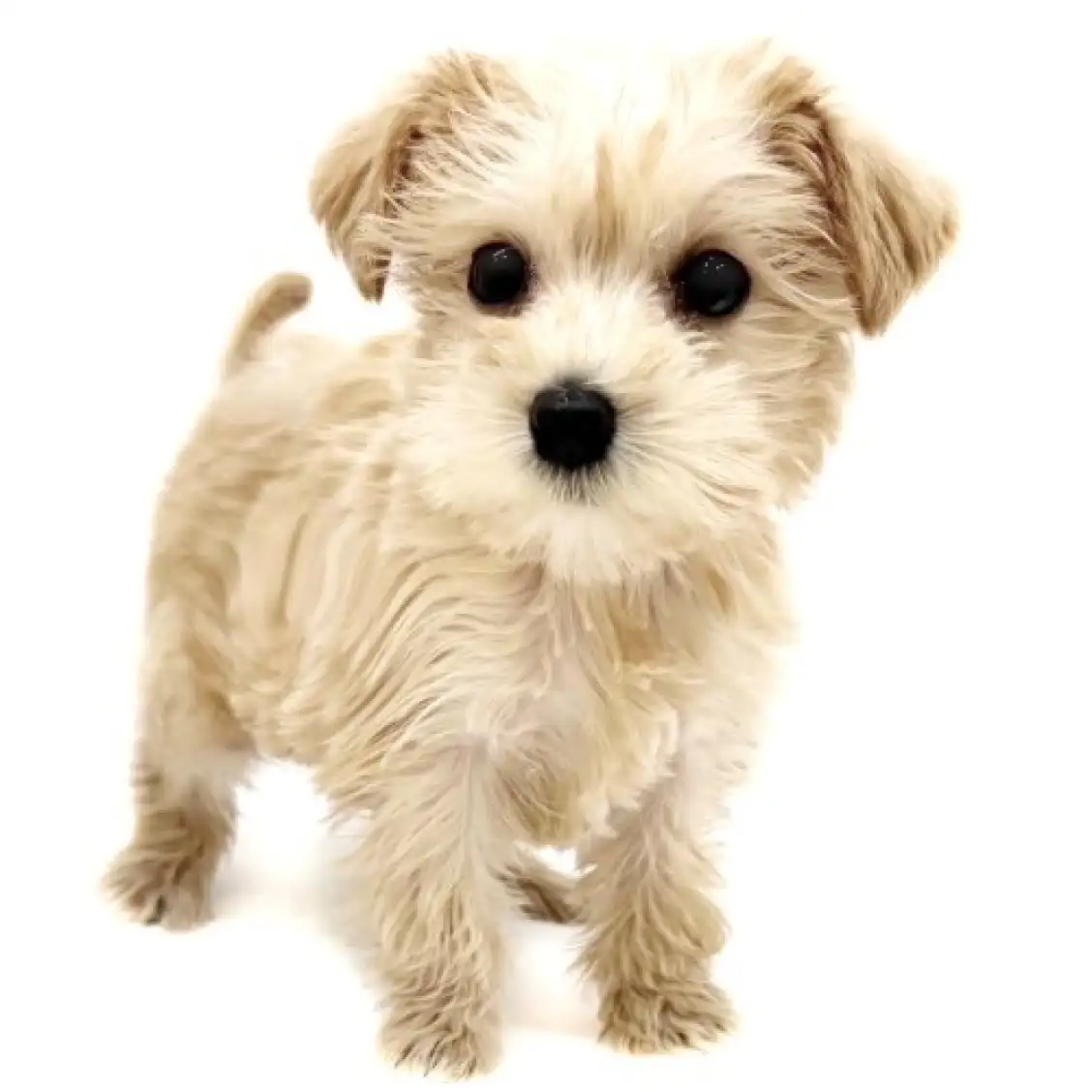 MIX（トイプードル×ミニチュアシュナウザー）