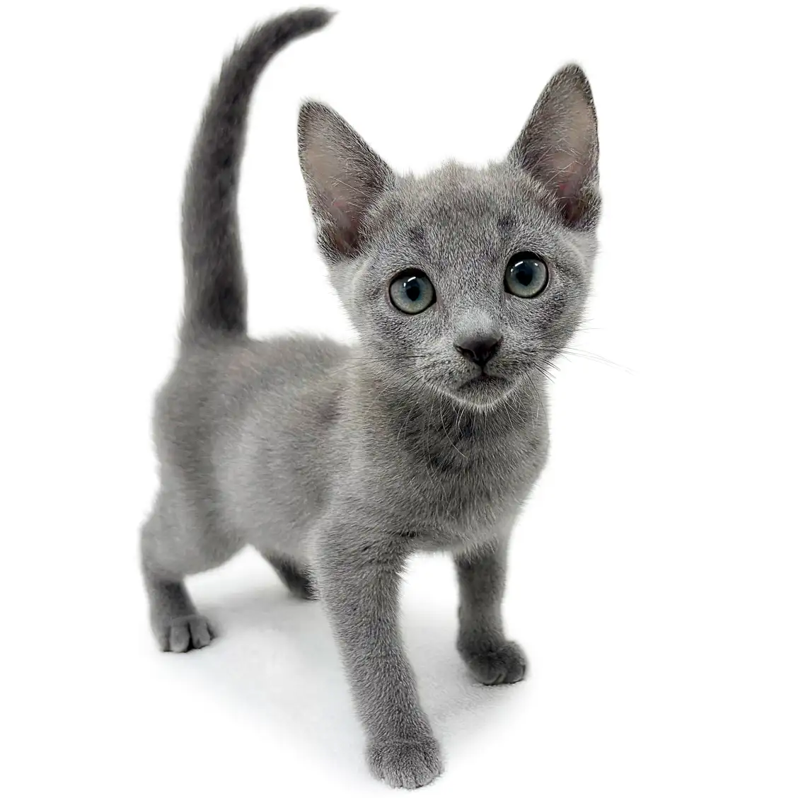 ロシアンブルー