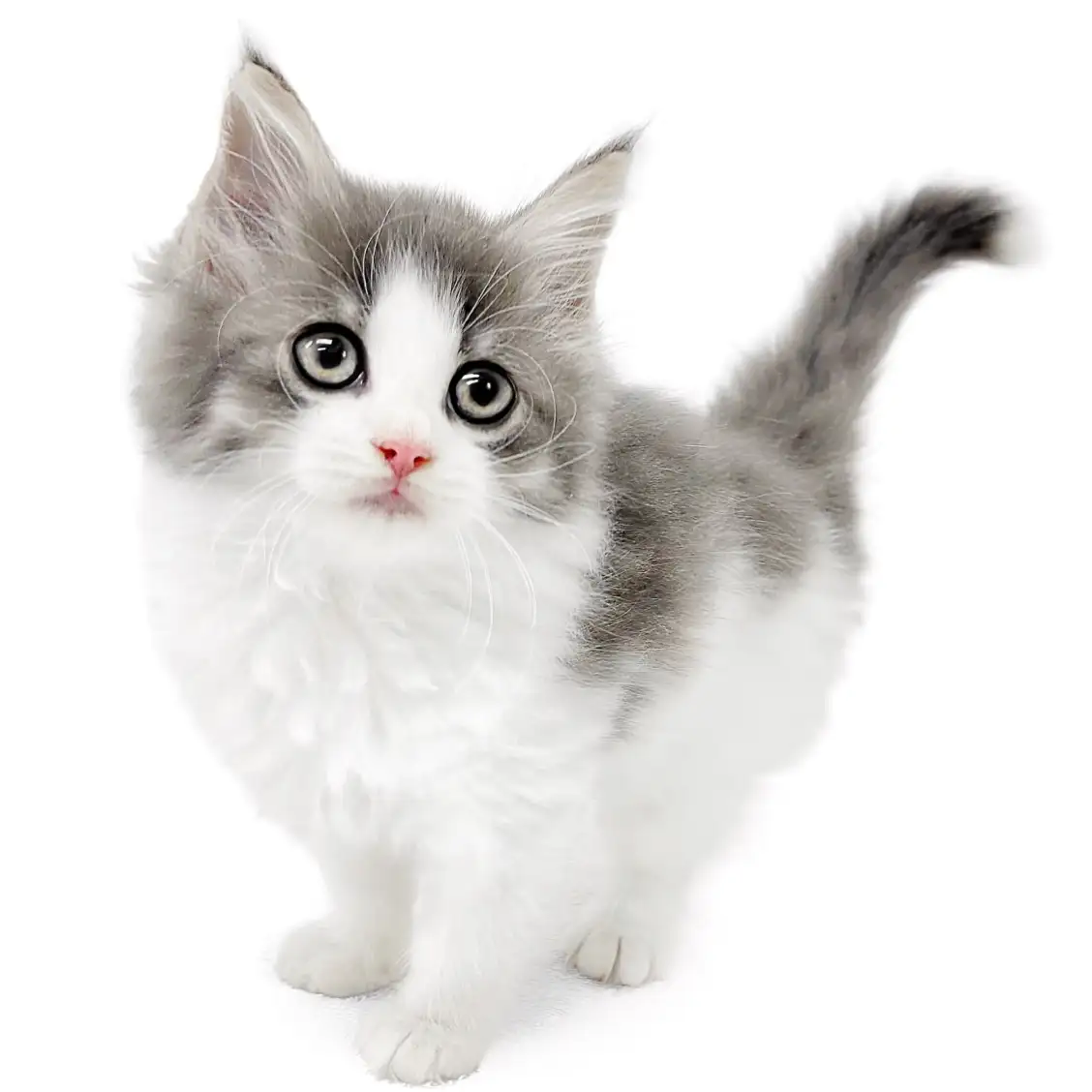 ノルウェージャンフォレストキャット