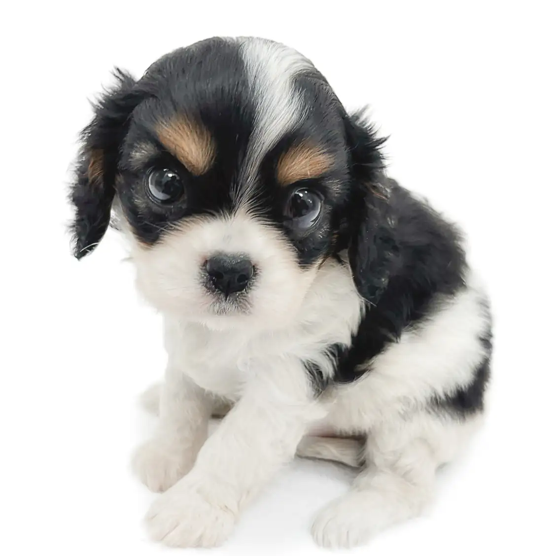 キャバリア・キングチャールズ・スパニエル