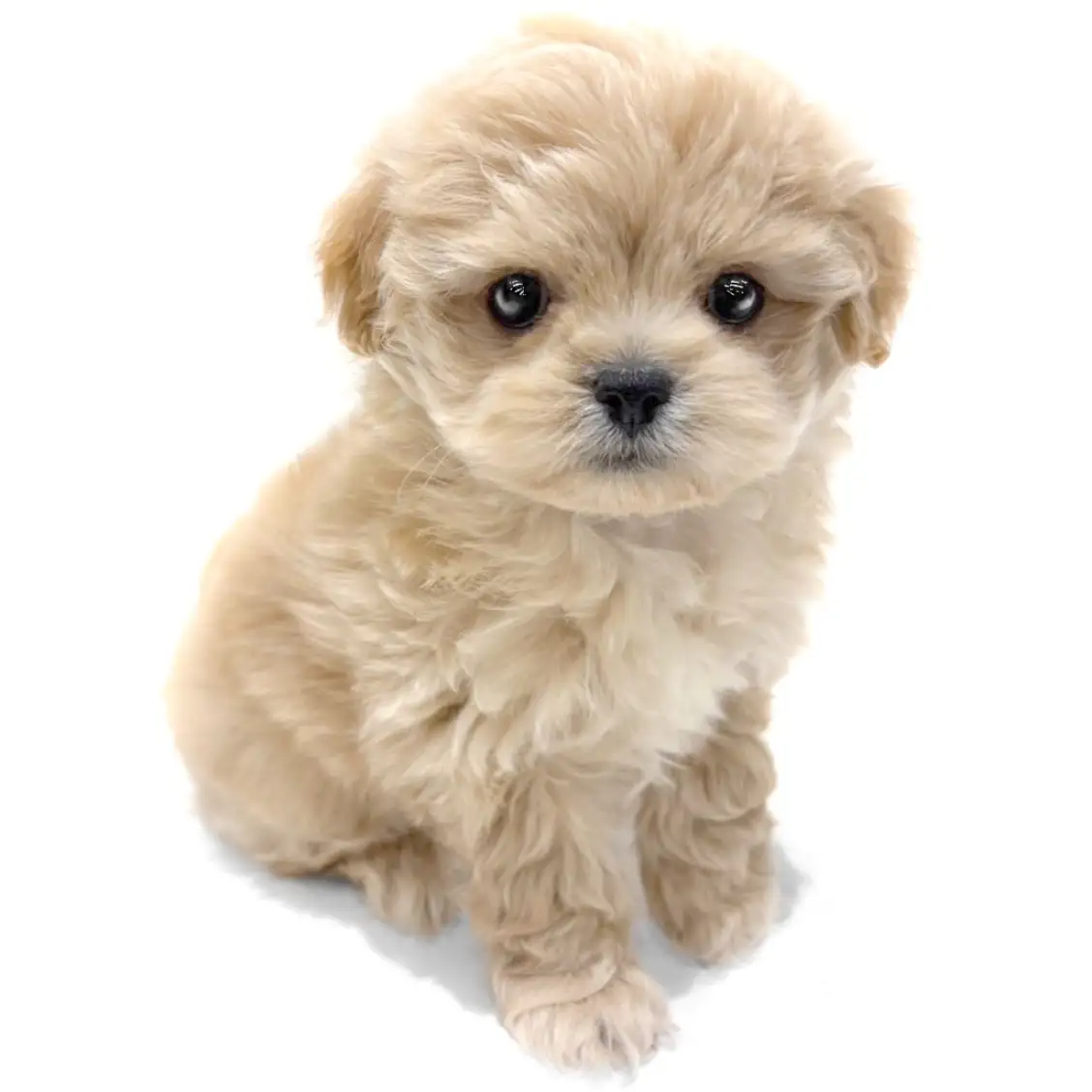 MIX(ペキニーズ×トイプードル)