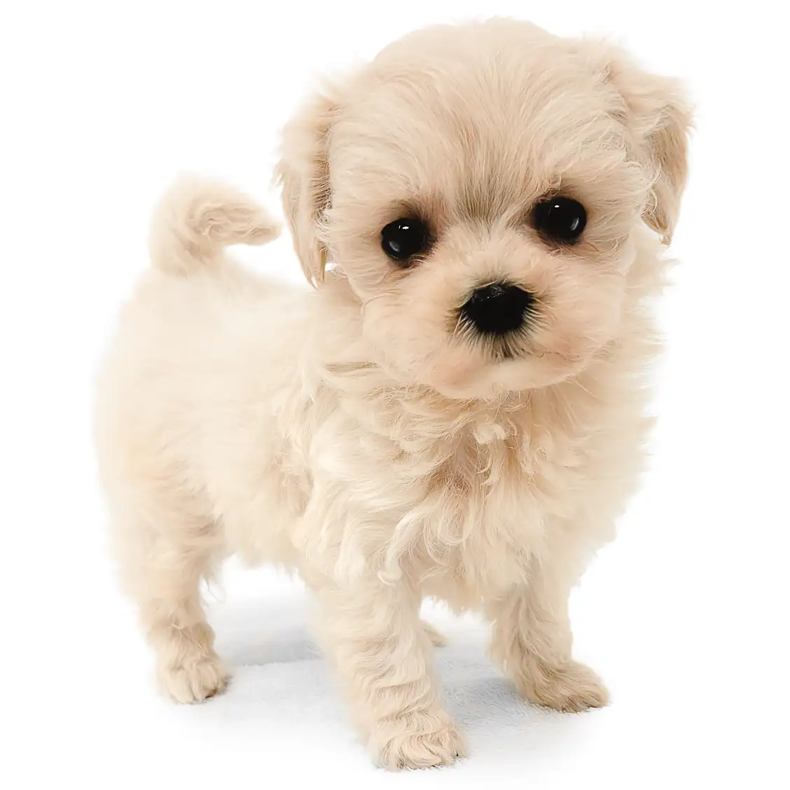 MIX(マルチーズ×トイプードル)