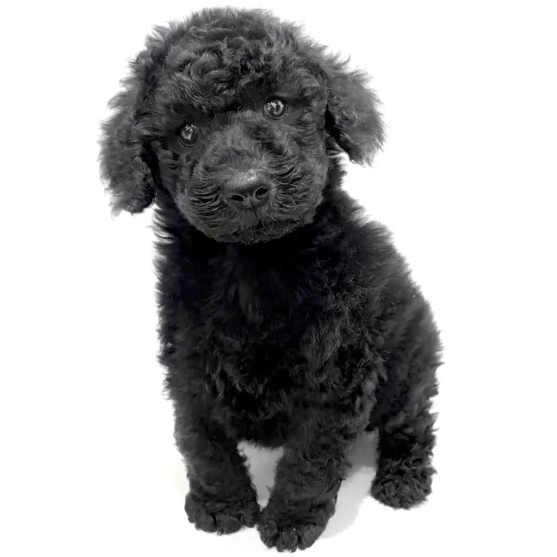 スタンダード・プードル