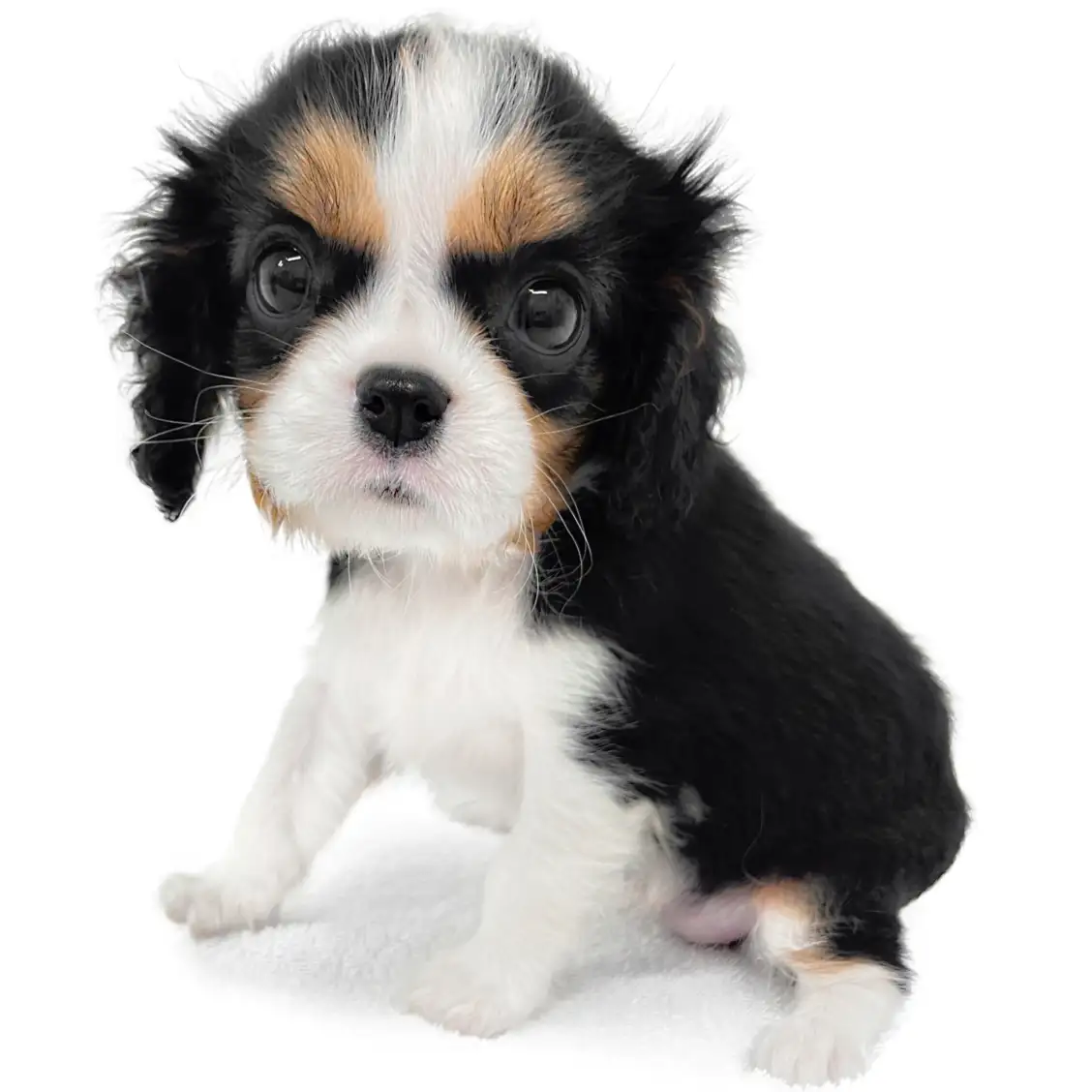 キャバリア・キングチャールズ・スパニエル