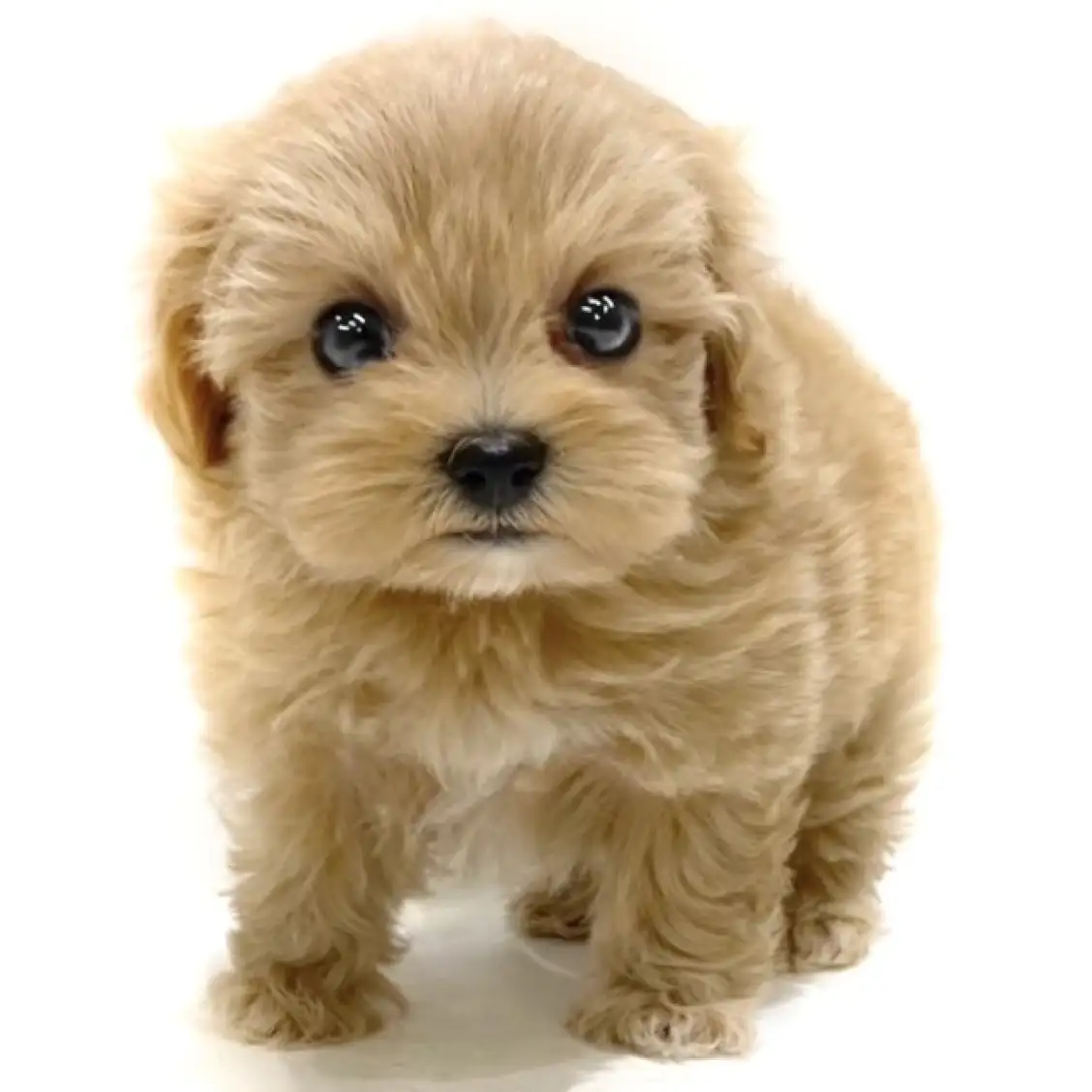 MIX（トイプードル×マルチーズ）