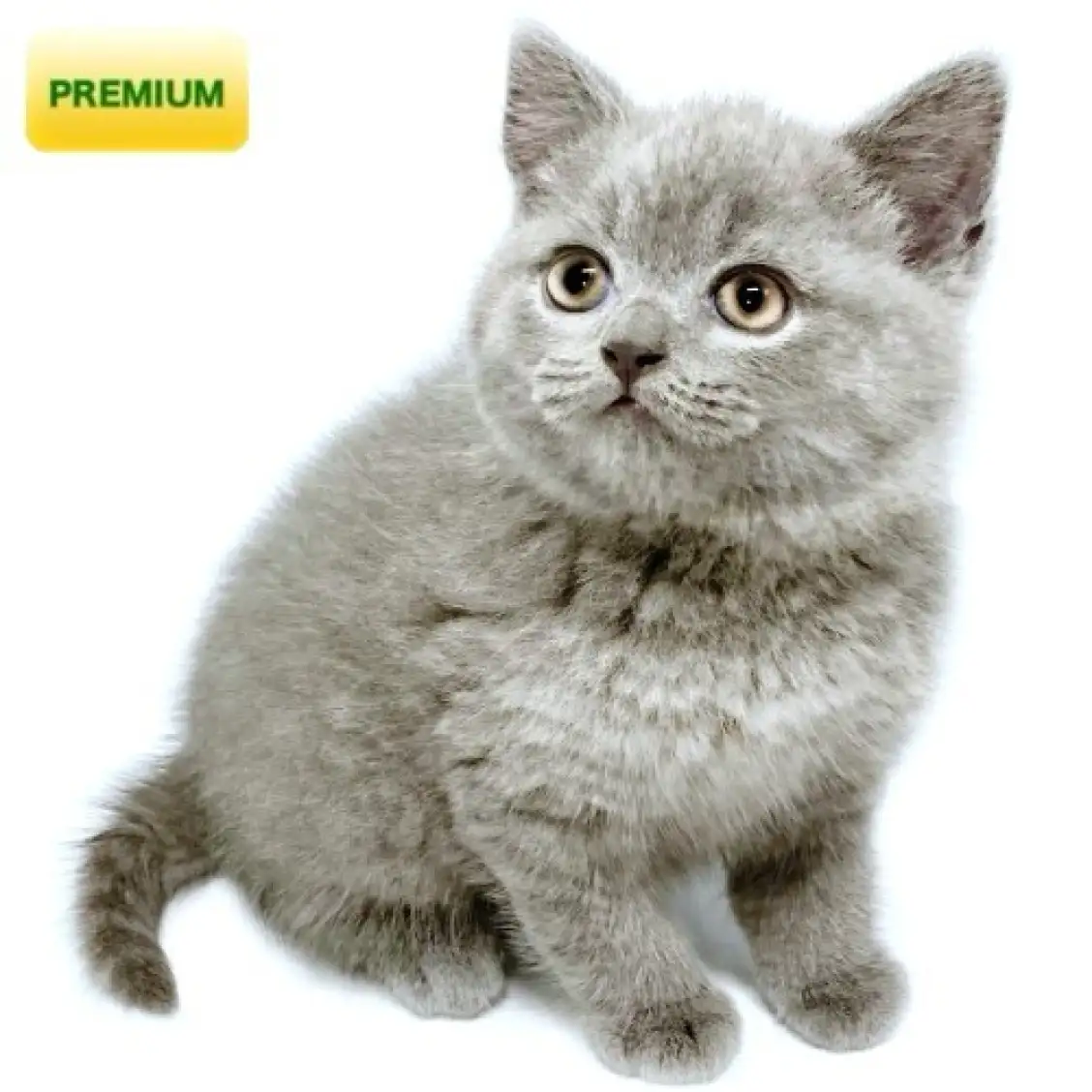 ブリティッシュショートヘア