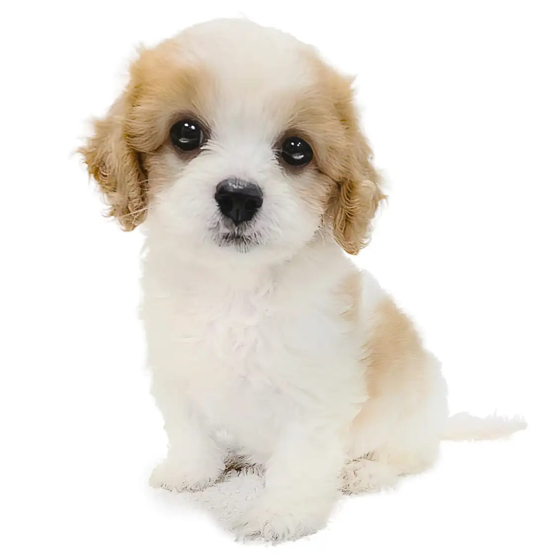 MIX(キャバリアキングチャールズスパニエル×ビションフリーゼ)